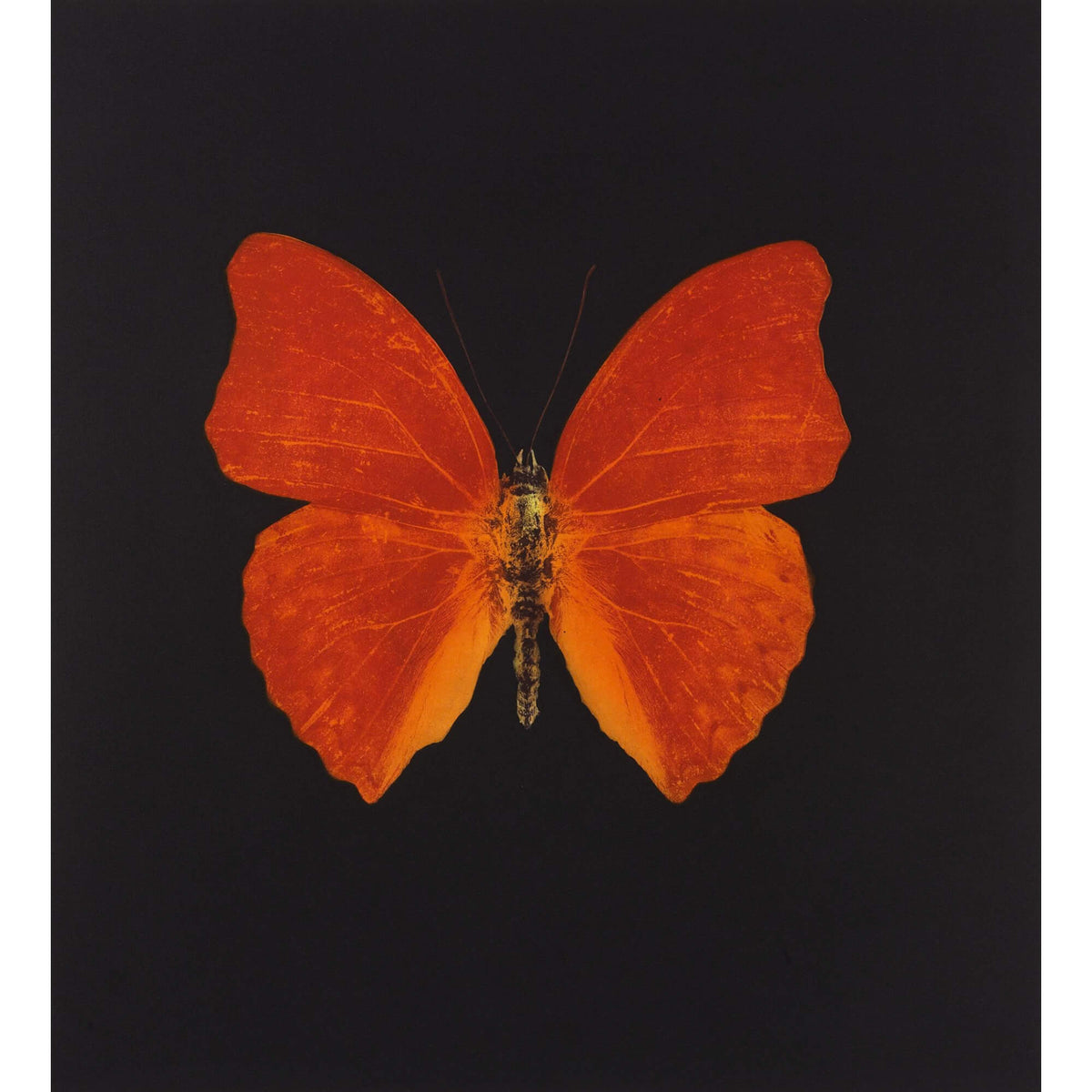 Damien Hirst's Memento 3 Print - Hype Museum