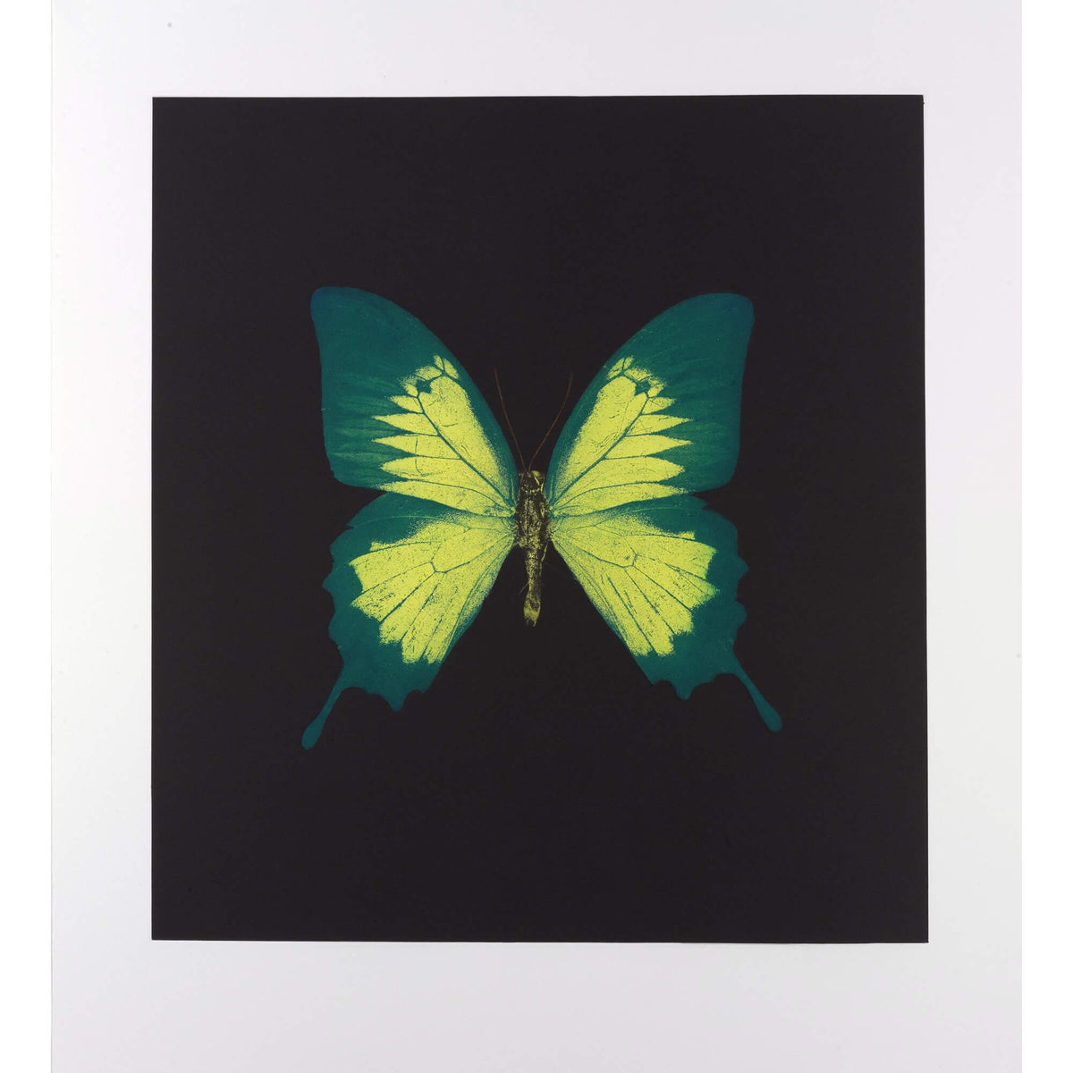 Damien Hirst's Memento 2 Print - Hype Museum