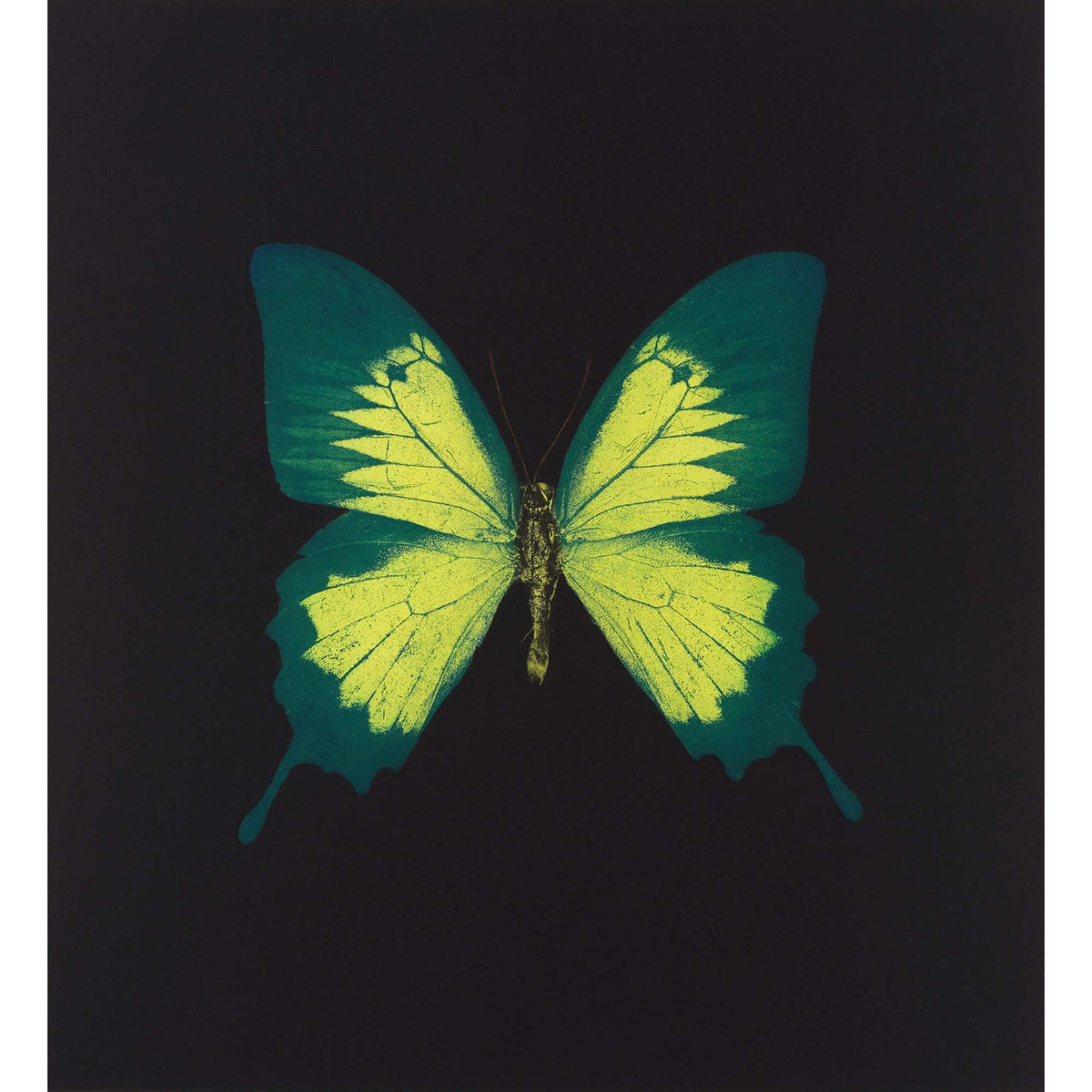 Damien Hirst's Memento 2 Print - Hype Museum